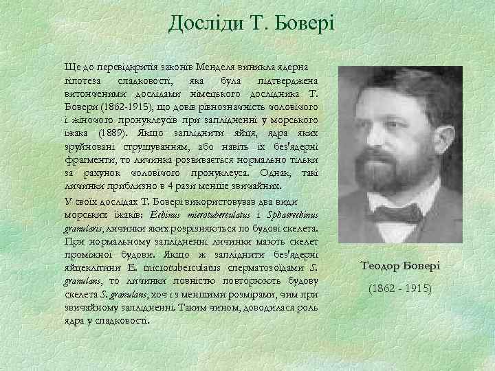 Досліди Т. Бовері Ще до перевідкритія законів Менделя виникла ядерна гіпотеза спадковості, яка була