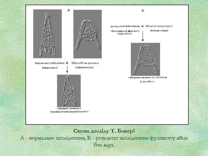 Схема досліду Т. Бовері А - нормальне запліднення, Б - результат запліднення фрагменту яйця