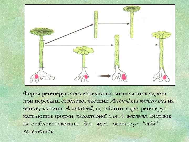 Форма регенеруючого капелюшка визначається ядром: при пересадці стеблової частини Acetabularia mediterranea на основу клітини