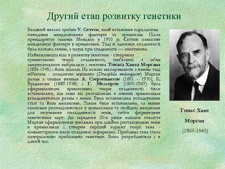 Другий етап розвитку генетики Великий внесок зробив У. Сеттон, який встановив паралелизм поведінки менделівських