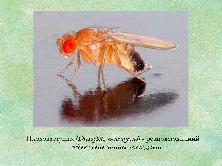 Плодова мушка (Drosophila melanogaster) - розповсюджений об’ект генетичних досліджень 