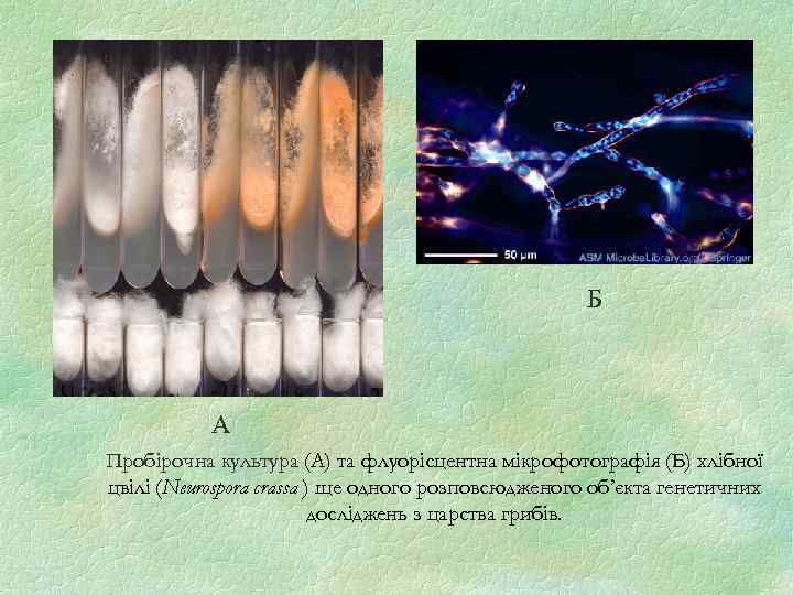 Б А Пробірочна культура (А) та флуорісцентна мікрофотографія (Б) хлібної цвілі (Neurospora crassa )