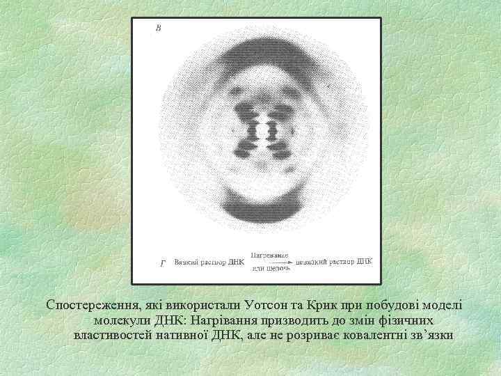 Спостереження, які використали Уотсон та Крик при побудові моделі молекули ДНК: Нагрівання призводить до