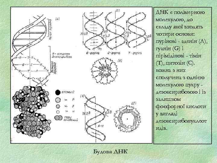 ДНК є полімерною молекулою, до складу якої входять чотири основи: пурінові - аденін (А),