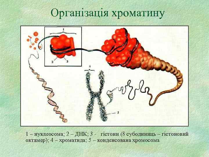 Організація хроматину 1 – нуклеосома; 2 – ДНК; 3 гістони (8 субодиниць – гістоновий