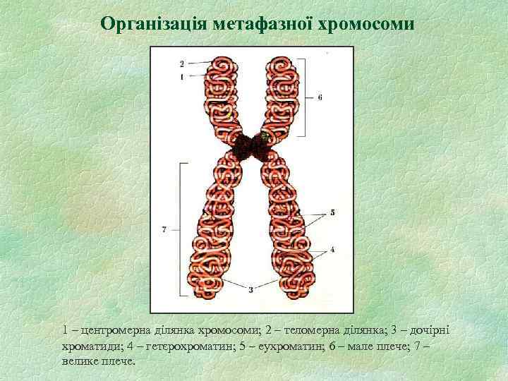 Організація метафазної хромосоми 1 – центромерна ділянка хромосоми; 2 – теломерна ділянка; 3 –