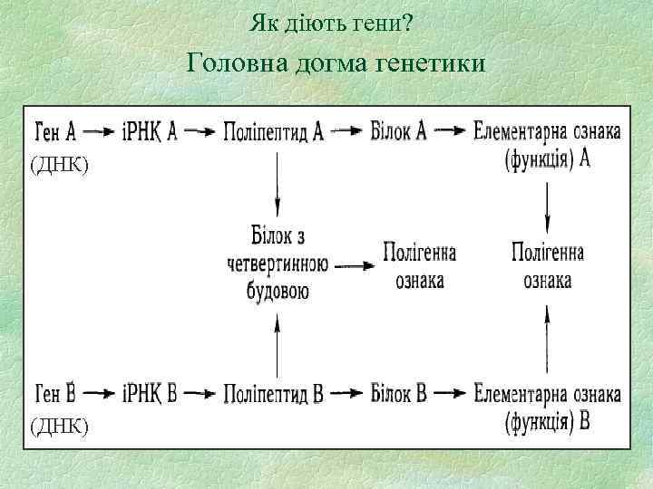 Як діють гени? Головна догма генетики (ДНК) 