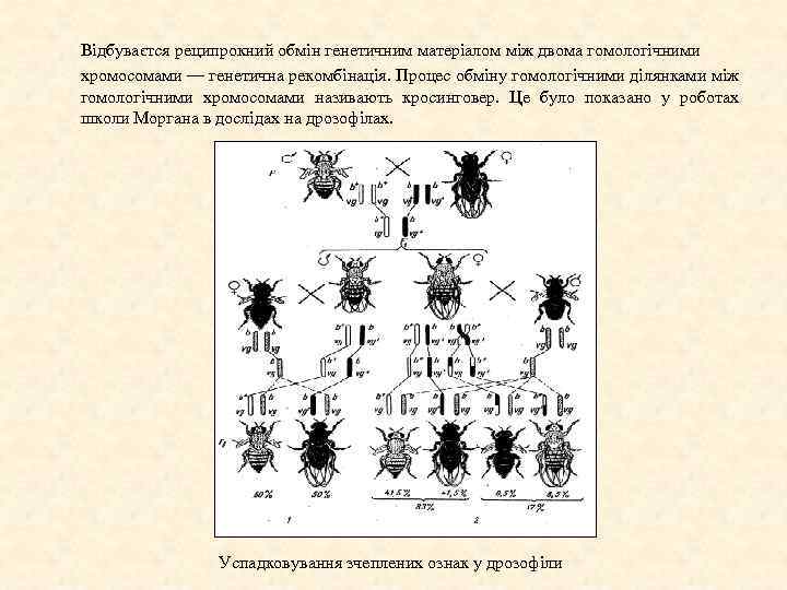 Відбуваєтся реципрокний обмін генетичним матеріалом між двома гомологічними хромосомами — генетична рекомбінація. Процес обміну