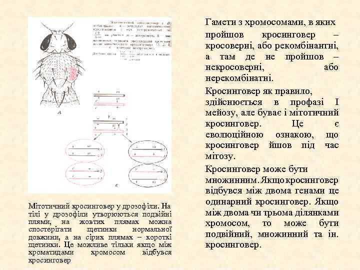 Мітотичний кросинговер у дрозофіли. На тілі у дрозофіли утворюються подвійні плями, на жовтих плямах