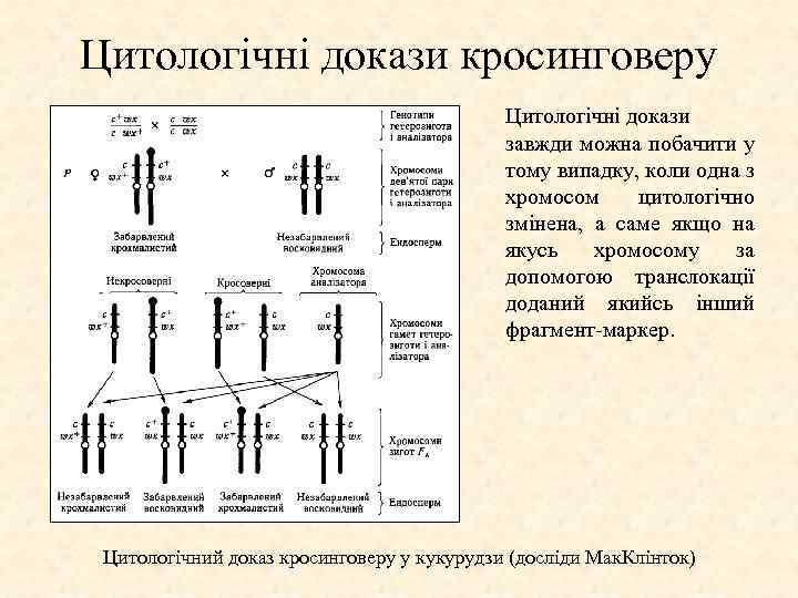 Цитологічні докази кросинговеру Цитологічні докази завжди можна побачити у тому випадку, коли одна з
