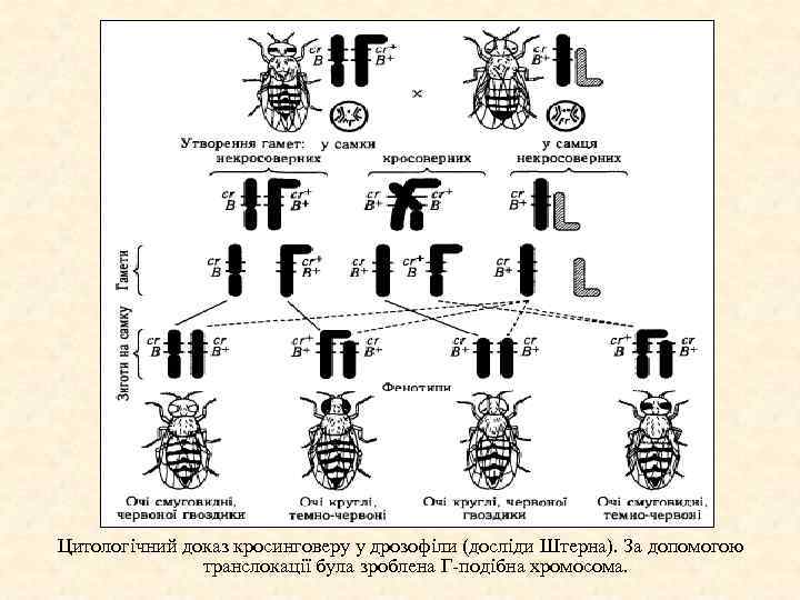 Цитологічний доказ кросинговеру у дрозофіли (досліди Штерна). За допомогою транслокації була зроблена Г подібна