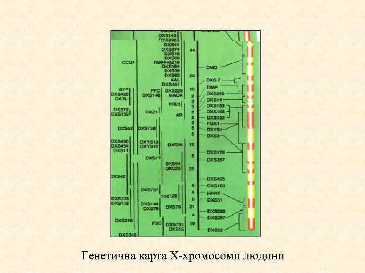 Генетична карта Х хромосоми людини 