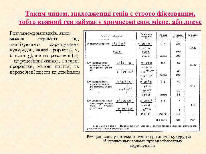 Таким чином, знаходження генів є строго фіксованим, тобто кожний ген займає у хромосомі своє