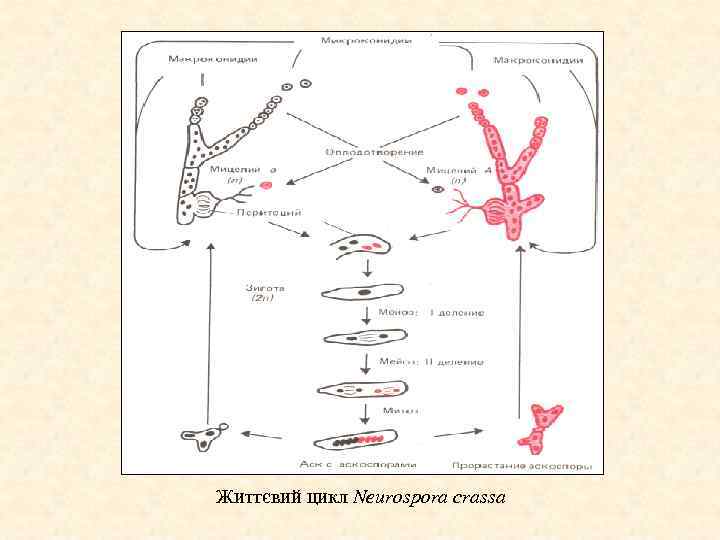 Життєвий цикл Neurospora crassa 