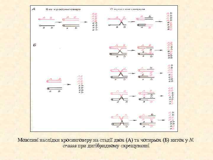 Можливі наслідки кросинговеру на стадії двох (А) та чотирьох (Б) ниток у N. crassa