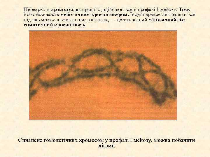 Перехрестя хромосом, як правило, здійснюється в профазі 1 мейозу. Тому його називають мейотичним кросинговером.