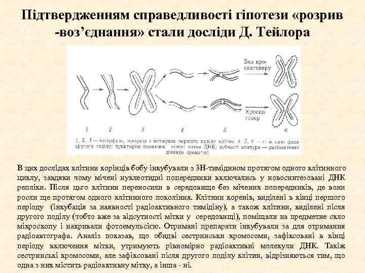 Підтвердженням справедливості гіпотези «розрив -воз’єднання» стали досліди Д. Тейлора В цих дослідах клітини корінців