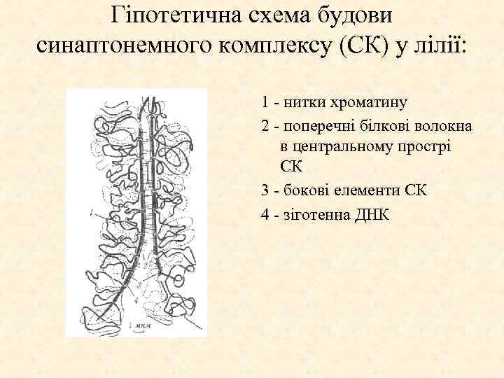 Гіпотетична схема будови синаптонемного комплексу (СК) у лілії: 1 нитки хроматину 2 поперечні білкові