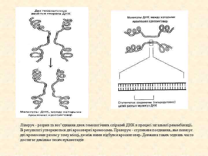 Ліворуч розрив та воз’єднання двох гомологічних спіралей ДНК в процесі загальної рекомбінації. В результаті