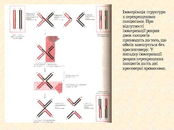 Ізомерізація структури з перехрещеними ланцюгами. При відсутності ізомеризації розрив двох ланцюгів призводить до того,
