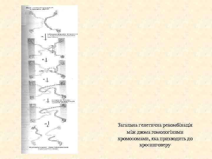 Загальна генетична рекомбінація між двома гомологіними хромосомами, яка призводить до кросинговеру 