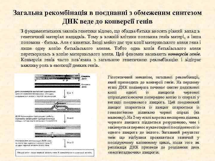 Загальна рекомбінація в поєднанні з обмеженим синтезом ДНК веде до конверсії генів З фундаментальних