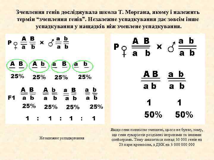 Зчеплення генів досліджувала школа Т. Моргана, якому і належить термін “зчеплення генів”. Незалежне успадкування