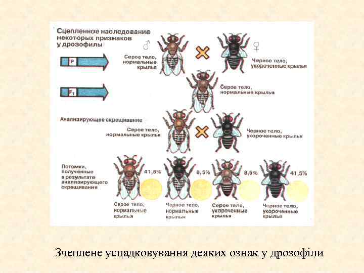 Зчеплене успадковування деяких ознак у дрозофіли 