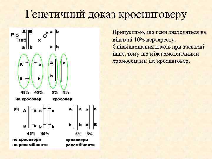 Генетичний доказ кросинговеру Припустимо, що гени знаходяться на відстані 10% перехресту. Співвідношення класів при