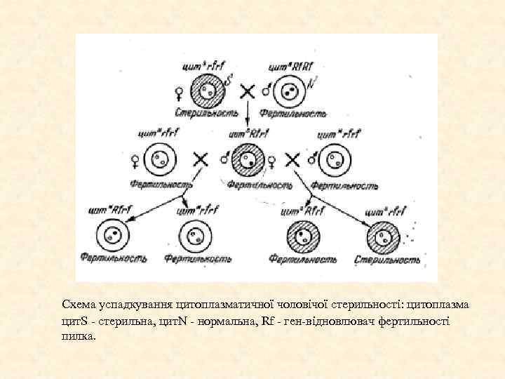 Схема успадкування цитоплазматичної чоловічої стерильності: цитоплазма цит. S - стерильна, цит. N - нормальна,