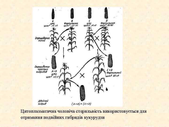 Цитоплазматична чоловіча стерильність використовується для отримання подвійних гибридів кукурудзи 
