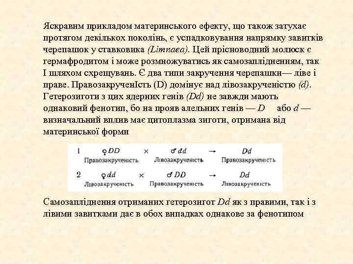 Яскравим прикладом материнського ефекту, що також затухає протягом декількох поколінь, є успадковування напрямку завитків