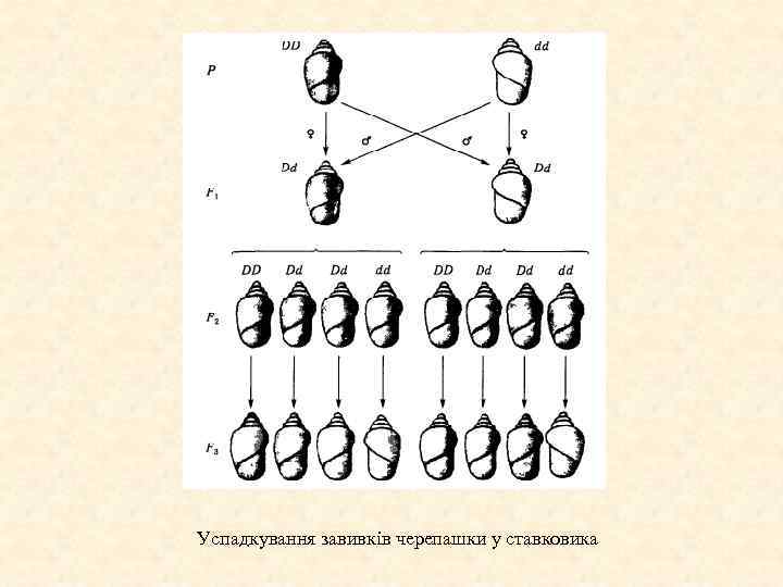 Успадкування завивків черепашки у ставковика 