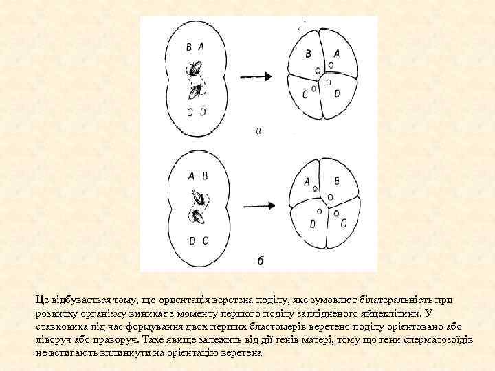 Це відбувається тому, що ориєнтація веретена поділу, яке зумовлює білатеральність при розвитку організму виникає