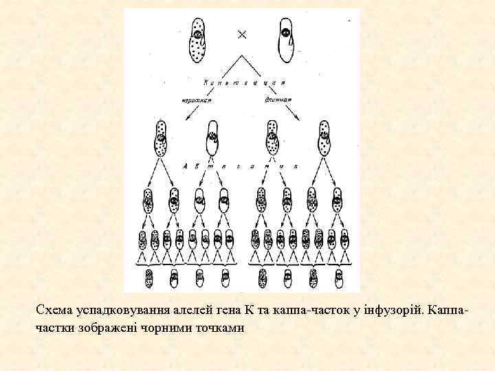 Схема успадковування алелей гена К та каппа-часток у інфузорій. Каппачастки зображені чорними точками 