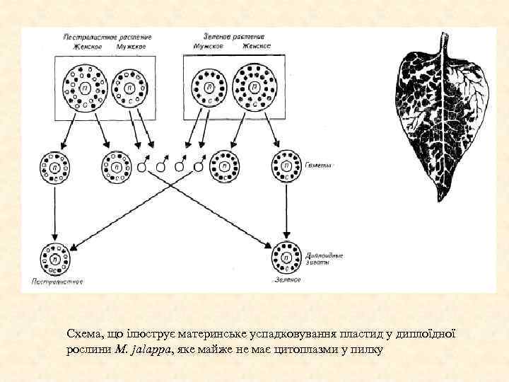 Схема, що ілюструє материнське успадковування пластид у диплоїдної рослини M. jalappa, яке майже не