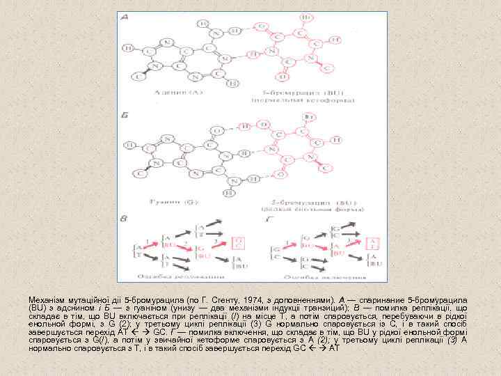 Механізм мутаційної дії 5 -бромурацила (по Г. Сгенту, 1974, з доповненнями). А — спаринание