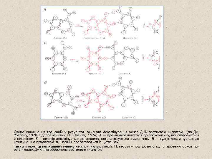 Схема виникнення транзицій у результаті окисного дезамінування основ ДНК азотистою кислотою (по Дж. Уотсону,