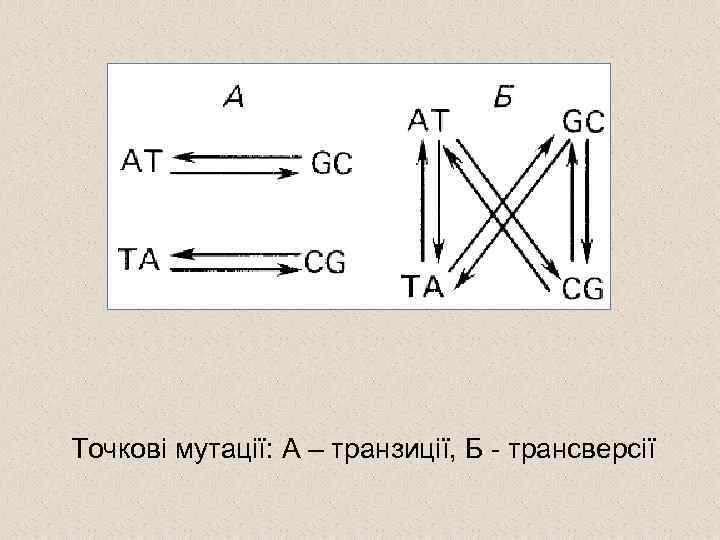 Точкові мутації: А – транзиції, Б - трансверсії 