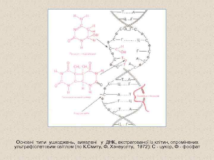 Основні типи ушкоджень, виявлені у ДНК, екстрагованої із клітин, опромінених ультрафіолетовим світлом (по К.