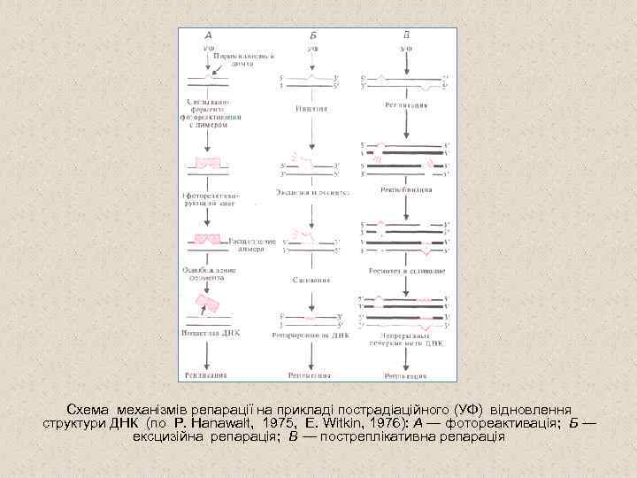 Схема механізмів репарації на прикладі пострадіаційного (УФ) відновлення структури ДНК (по P. Hanawalt, 1975,