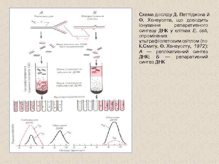 Схема досліду Д. Петтіджона й Ф. Хєнеуолта, що доводить існування репаративного синтезу ДНК у