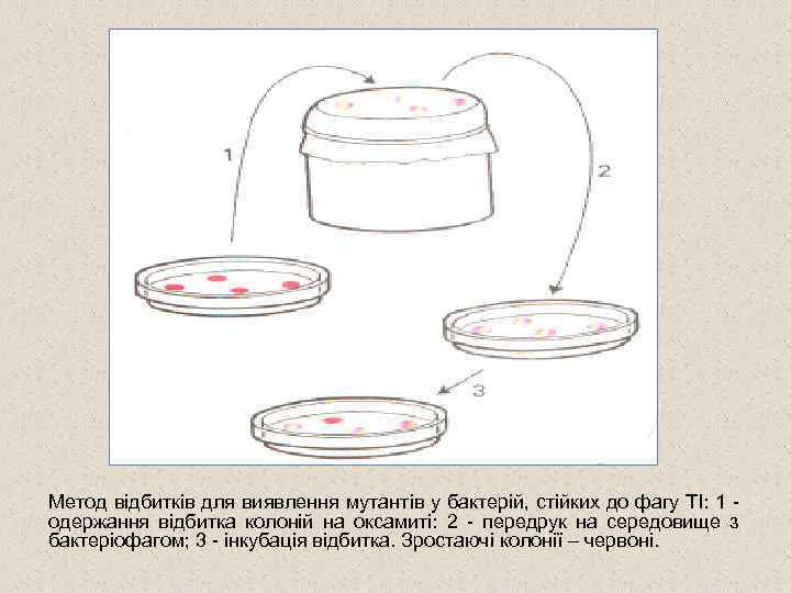 Метод відбитків для виявлення мутантів у бактерій, стійких до фагу TI: 1 одержання відбитка