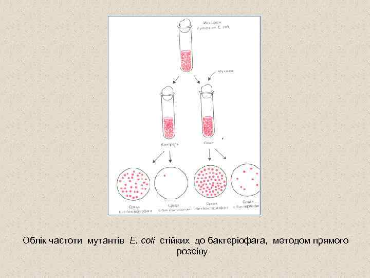 Облік частоти мутантів E. coli стійких до бактеріофага, методом прямого розсіву 