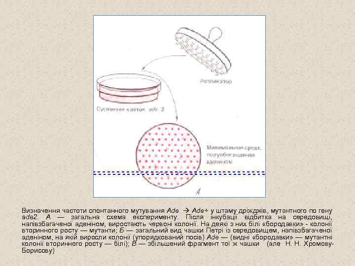 Визначення частоти спонтанного мутування Ade+ у штаму дріжджів, мутантного по гену ade 2. A