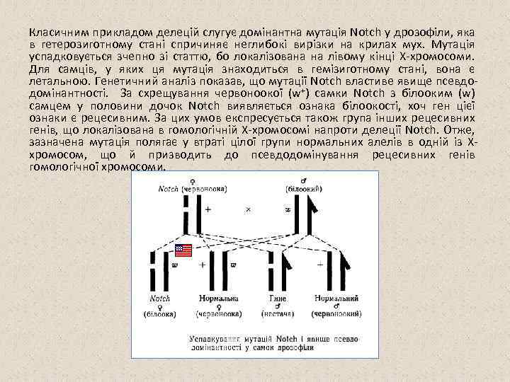 Класичним прикладом делецій слугує домінантна мутація Notch у дрозофіли, яка в гетерозиготному стані спричиняє