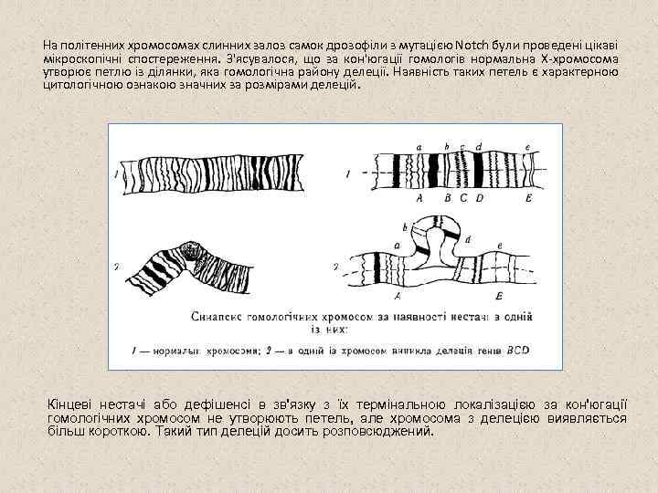 На політенних хромосомах слинних залоз самок дрозофіли з мутацією Notch були проведені цікаві мікроскопічні