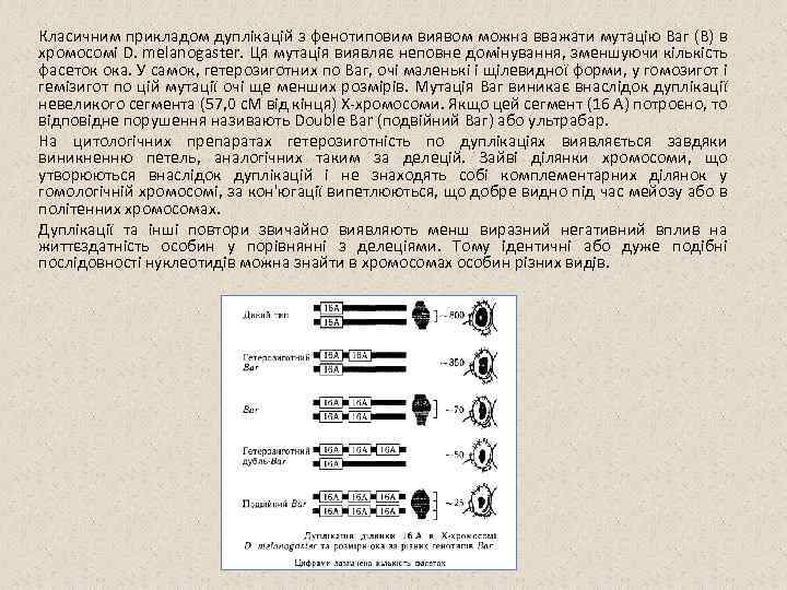 Класичним прикладом дуплікацій з фенотиповим виявом можна вважати мутацію Ваг (В) в хромосомі D.