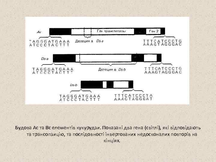 Будова Ac та Bc елементів кукурудзи. Показані два гена (світлі), які відповідають та трансопзицію,