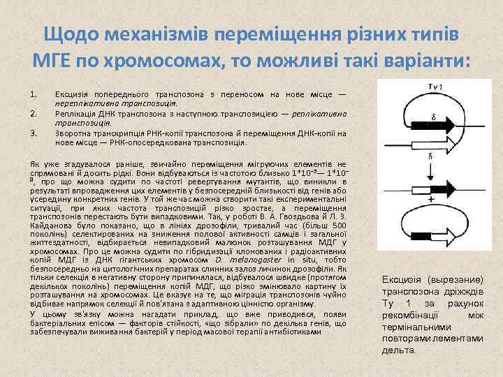 Щодо механізмів переміщення різних типів МГЕ по хромосомах, то можливі такі варіанти: 1. 2.